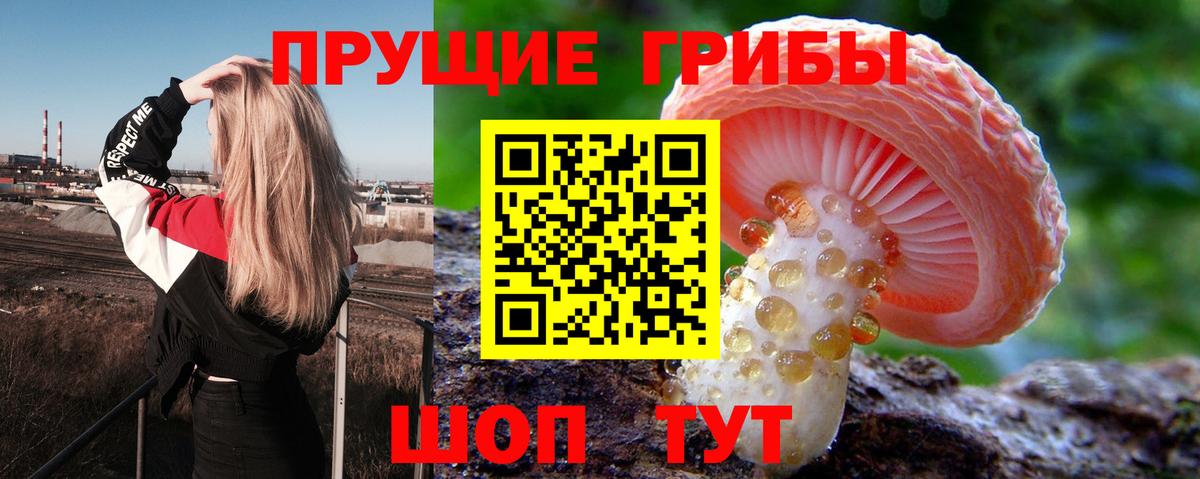 Псилоцибиновые грибы Psilocybe  Вход с VPN  Коммунар  как найти наркотики  Псилоцибиновые грибы GOLDEN TEACHER 